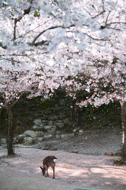 A deer beneath blossoming cherry trees