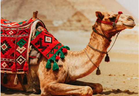 A camel with a colorful saddle resting on desert sand